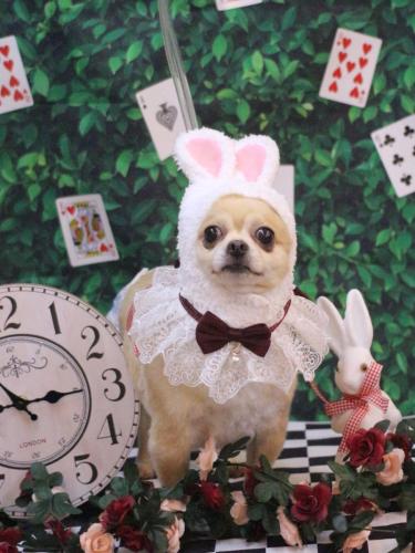 20250412モカちゃん